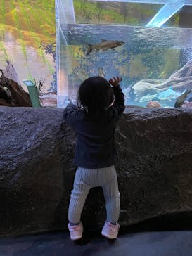 カワスイ 川崎⽔族館に投稿された画像（2024/12/29）