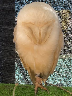 いきもの探検隊上尾に投稿された画像（2024/12/30）