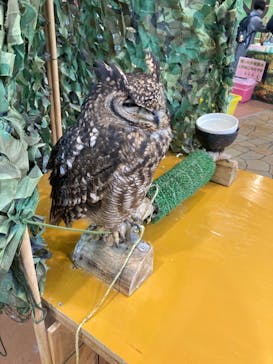 いきもの探検隊上尾に投稿された画像（2024/12/30）