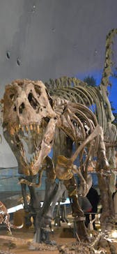 福井県立恐竜博物館に投稿された画像（2024/12/30）