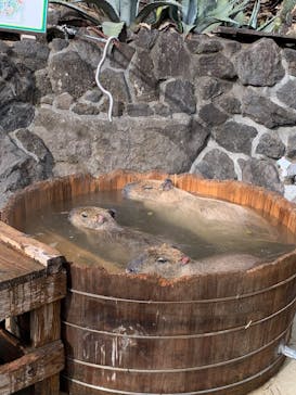 伊豆シャボテン動物公園に投稿された画像（2024/12/30）