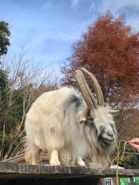 伊豆シャボテン動物公園に投稿された画像（2024/12/30）