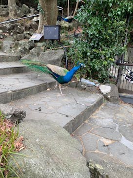 伊豆シャボテン動物公園に投稿された画像（2024/12/30）