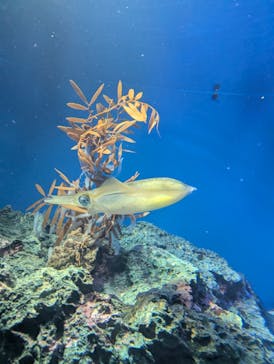 サンシャイン水族館に投稿された画像（2024/12/30）