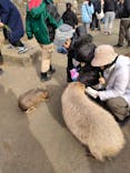 伊豆シャボテン動物公園に投稿された画像（2024/12/30）
