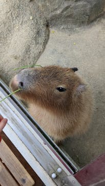 世界淡水魚園水族館　アクア・トトぎふに投稿された画像（2024/12/30）