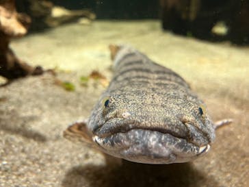 カワスイ 川崎⽔族館に投稿された画像（2024/12/30）