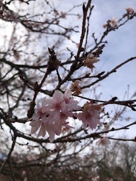 修善寺虹の郷に投稿された画像（2024/12/30）