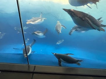 名古屋港水族館に投稿された画像（2024/12/30）