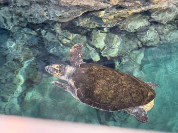 名古屋港水族館に投稿された画像（2024/12/30）