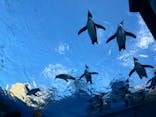サンシャイン水族館に投稿された画像（2024/12/30）