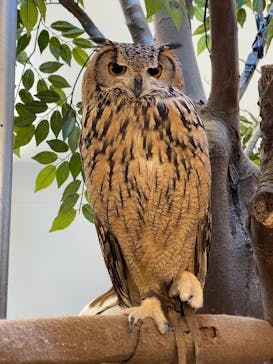 Moff アニマル カフェ イーアス 高尾店に投稿された画像（2024/12/30）