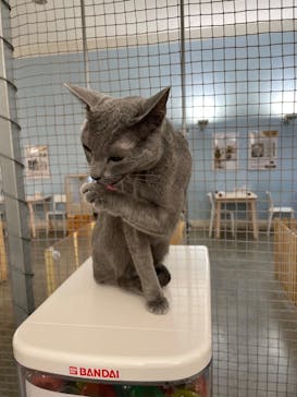 Moff アニマル カフェ イーアス 高尾店に投稿された画像（2024/12/30）