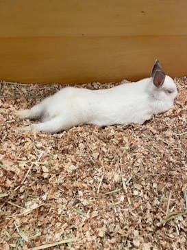 Moff アニマル カフェ イーアス 高尾店に投稿された画像（2024/12/30）