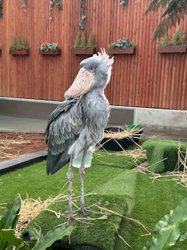 掛川花鳥園に投稿された画像（2024/12/30）