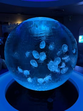 新江ノ島水族館に投稿された画像（2024/12/30）