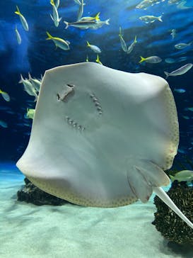 サンシャイン水族館に投稿された画像（2024/12/30）