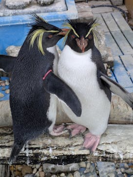 あわしまマリンパークに投稿された画像（2024/12/30）