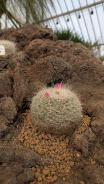 伊豆シャボテン動物公園に投稿された画像（2024/12/30）