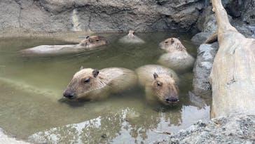 神戸どうぶつ王国に投稿された画像（2024/12/30）