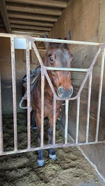 SUNSHINE STABLESに投稿された画像（2024/12/30）