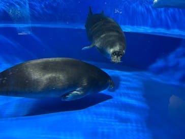 サンシャイン水族館に投稿された画像（2024/12/30）