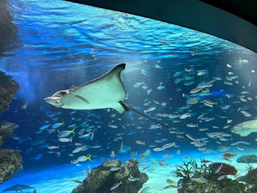 サンシャイン水族館に投稿された画像（2024/12/30）