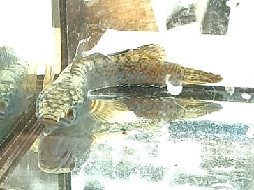 カワスイ 川崎⽔族館に投稿された画像（2024/12/30）