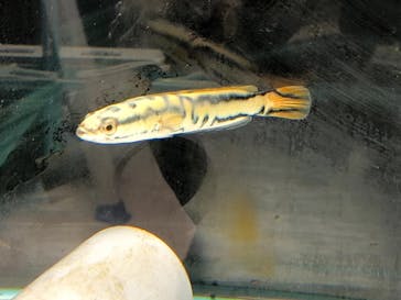 カワスイ 川崎⽔族館に投稿された画像（2024/12/30）