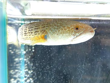 カワスイ 川崎⽔族館に投稿された画像（2024/12/30）