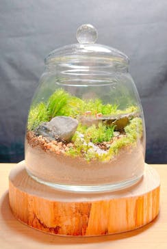 苔むす屋に投稿された画像（2024/12/30）