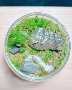 苔むす屋に投稿された画像（2024/12/30）