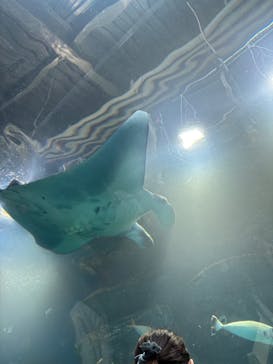 マクセル アクアパーク品川に投稿された画像（2024/12/30）