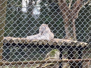 秋吉台自然動物公園 サファリランドに投稿された画像（2024/12/30）