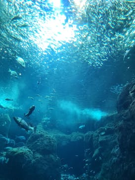 新江ノ島水族館に投稿された画像（2024/12/30）