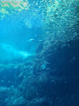 新江ノ島水族館に投稿された画像（2024/12/30）