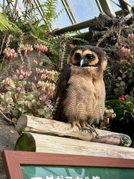 伊豆シャボテン動物公園に投稿された画像（2024/12/30）
