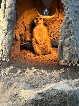 伊豆シャボテン動物公園に投稿された画像（2024/12/30）