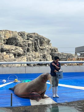 大分マリーンパレス水族館 「うみたまご」に投稿された画像（2024/12/30）