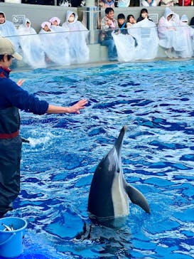 大分マリーンパレス水族館 「うみたまご」に投稿された画像（2024/12/30）