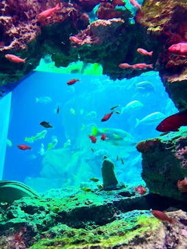 大分マリーンパレス水族館 「うみたまご」に投稿された画像（2024/12/30）