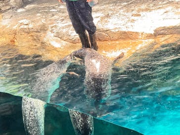 アクアワールド茨城県大洗水族館に投稿された画像（2024/12/30）