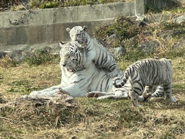 伊豆アニマルキングダムに投稿された画像（2024/12/30）