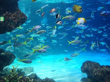 サンシャイン水族館に投稿された画像（2024/12/31）