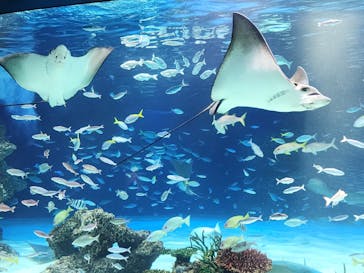 サンシャイン水族館に投稿された画像（2024/12/31）