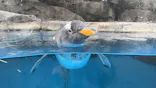 仙台うみの杜水族館に投稿された画像（2024/12/31）