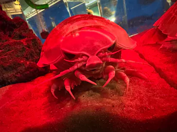 仙台うみの杜水族館に投稿された画像（2024/12/31）