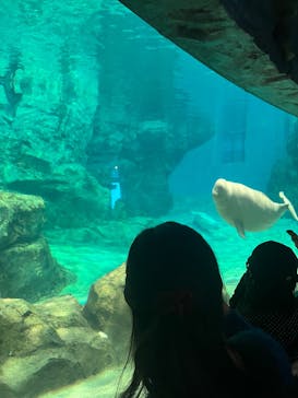 名古屋港水族館に投稿された画像（2024/12/31）