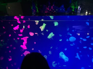 名古屋港水族館に投稿された画像（2024/12/31）