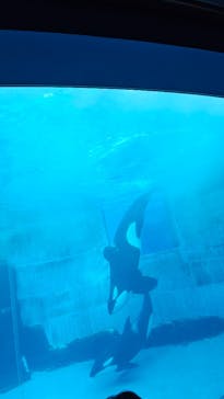 名古屋港水族館に投稿された画像（2024/12/31）